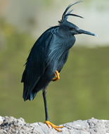 Aigrette ardoisée