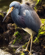 Aigrette tricolore