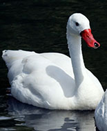 Coscoroba Swan 