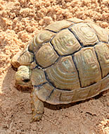 Egyptisk landsköldpadda