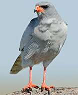 Pale Chanting Goshawk 