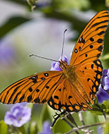 Rosi's Passion Butterfly