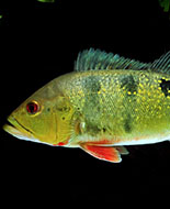 Cichla ocellaris