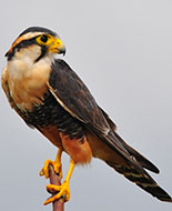 Falco Aplomado