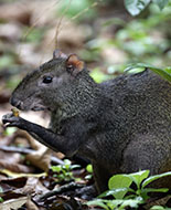 Agouti doré