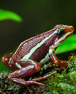 Phantasmal Poison Frog