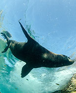 South American Sea Lion 