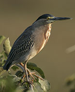 Striated Heron 