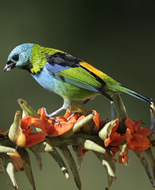 Calliste à tête verte