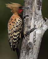 Blond-crested Woodpecker 