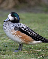 Canard de Chiloé