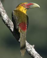 Saffron Toucanet 