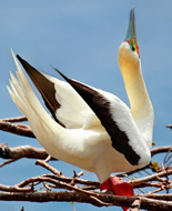 Red-footed Booby 