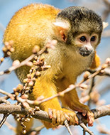 Black-capped Squirrel Monkey 