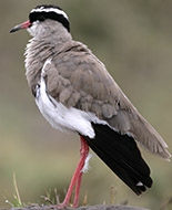 Avefría coronada