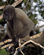 Brown Woolly Monkey 