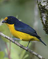 Violaceous Euphonia 
