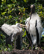 Wood Stork 