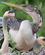 Anhinga