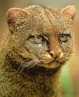 Jaguarondi macska 