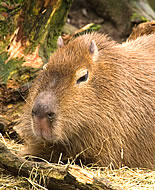 Vízidisznó (Kapibara)