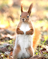 Bolivian Squirrel