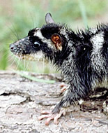 Water Opossum