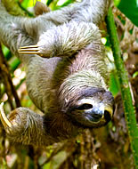 Sloth