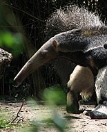 Trīspirkstu skudrulācis