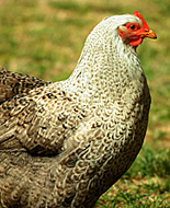 Cock / Hen