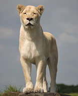 Witte leeuw