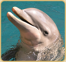 Delphin