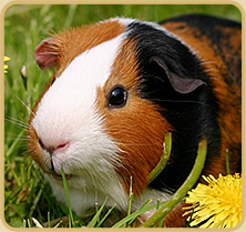 Cavia