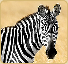 Stepinis Zebras