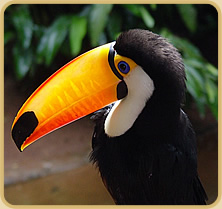 Toucan  =  Tucan